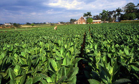 Kuba, tabáková plantáž