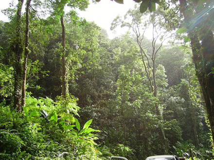 Martinik, Tropický les poblíž Fond St-Denis